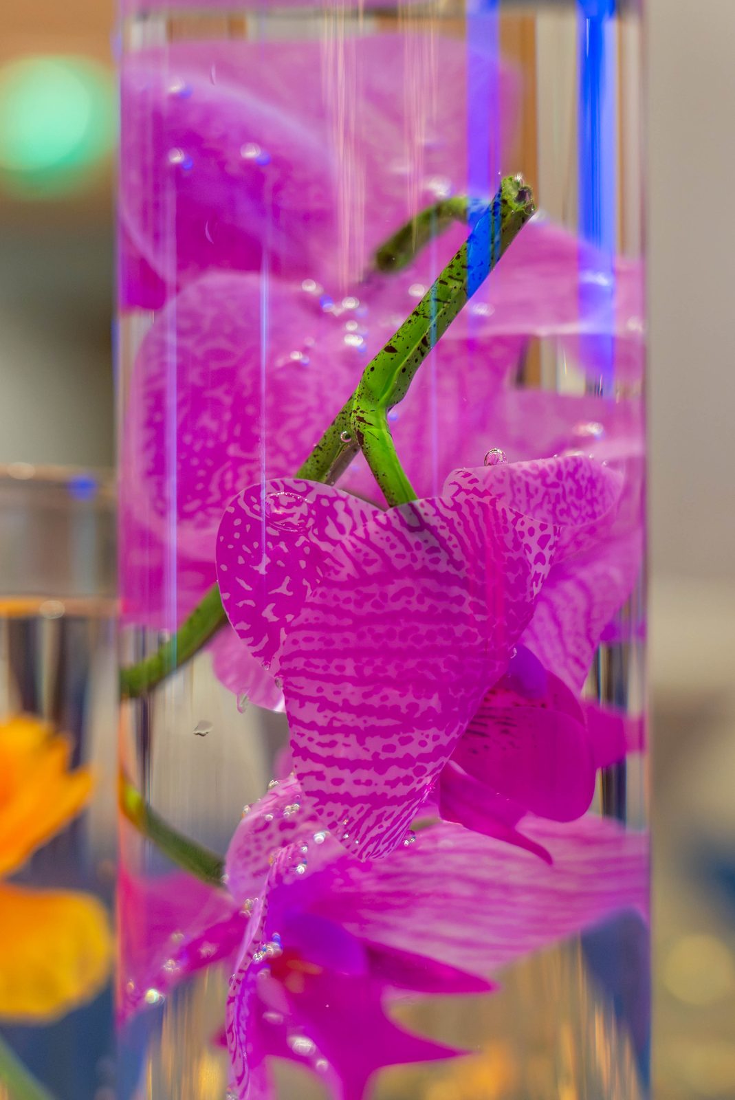 Macro of a magenta orchid submerged in a glass cylinder centerpiece, PMI Washington DC Chapter Awards Gala, JW Marriott Reston, Virginia