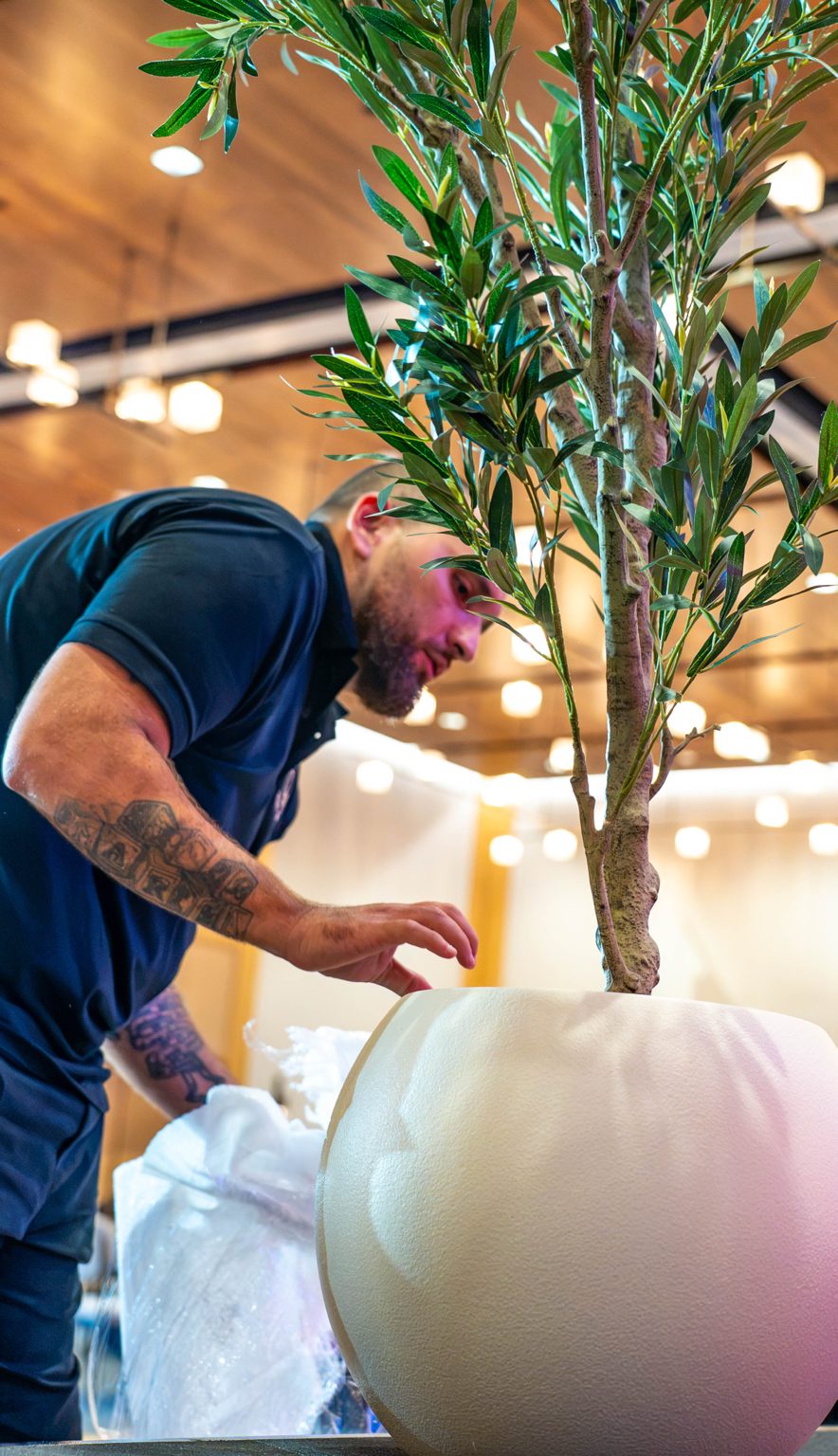 An event staff member placing a small olive tree into a white planter